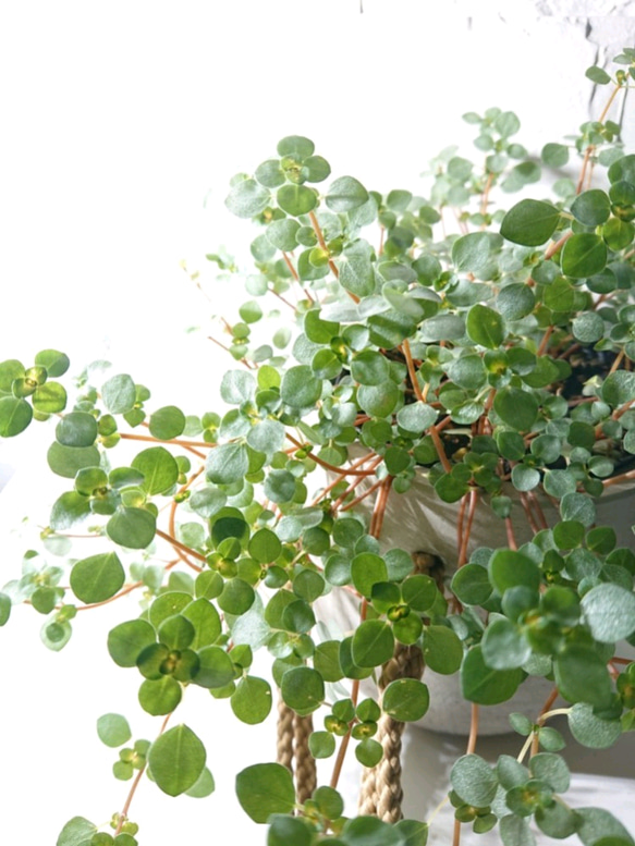 ●数量限定● ”ピレア（グラウカグレイジー）　cocoハンギングプランターセット"　観葉植物　壁掛け　シルバーグリーン 6枚目の画像