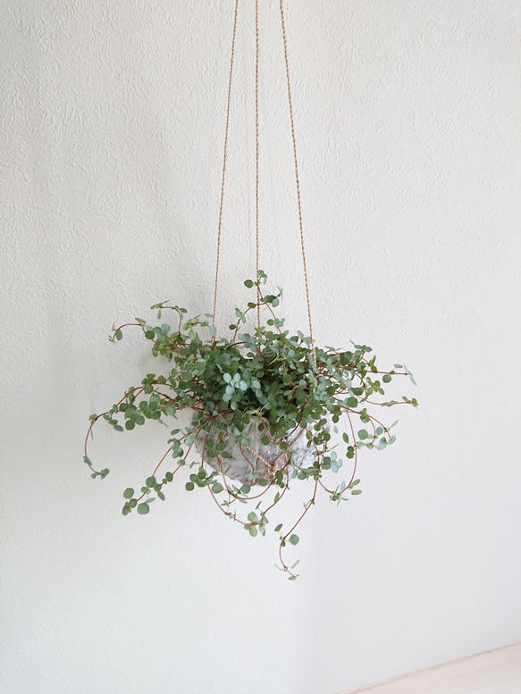 ●数量限定● ”ピレア（グラウカグレイジー）　cocoハンギングプランターセット"　観葉植物　壁掛け　シルバーグリーン 9枚目の画像