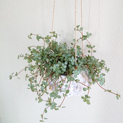 ●数量限定● ”ピレア（グラウカグレイジー）　cocoハンギングプランターセット"　観葉植物　壁掛け　シルバーグリーン 3枚目の画像