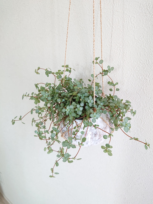 ●数量限定● ”ピレア（グラウカグレイジー）　cocoハンギングプランターセット"　観葉植物　壁掛け　シルバーグリーン 3枚目の画像