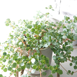 ●数量限定● ”ピレア（グラウカグレイジー）　cocoハンギングプランターセット"　観葉植物　壁掛け　シルバーグリーン 5枚目の画像