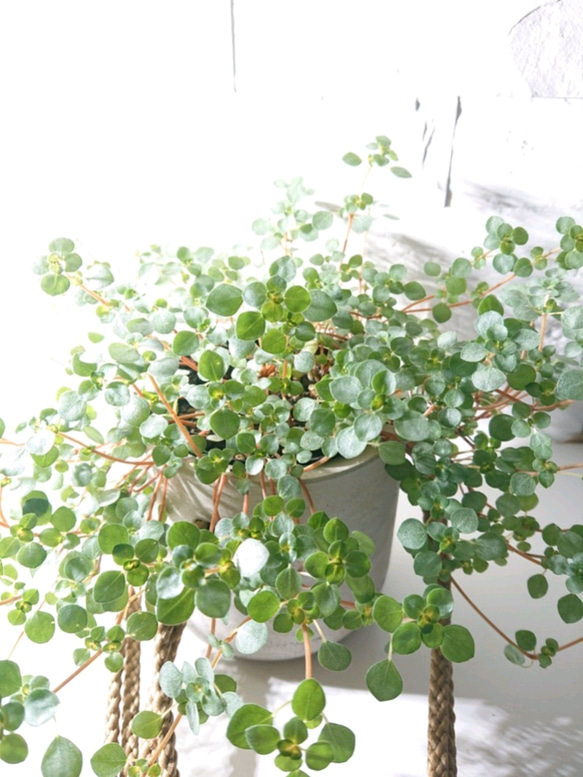 ●数量限定● ”ピレア（グラウカグレイジー）　cocoハンギングプランターセット"　観葉植物　壁掛け　シルバーグリーン 5枚目の画像