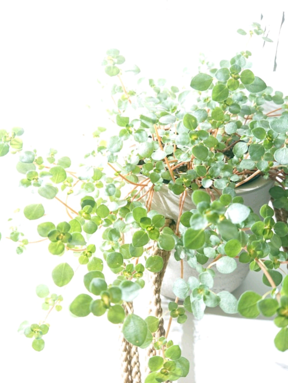●数量限定● ”ピレア（グラウカグレイジー）　cocoハンギングプランターセット"　観葉植物　壁掛け　シルバーグリーン 4枚目の画像
