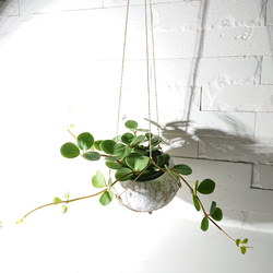 ●数量限定●新作●　 ”ペペロミア・ホープ cocoハンギングプランターセット"　観葉植物　多肉植物　壁掛け　ギフト 1枚目の画像