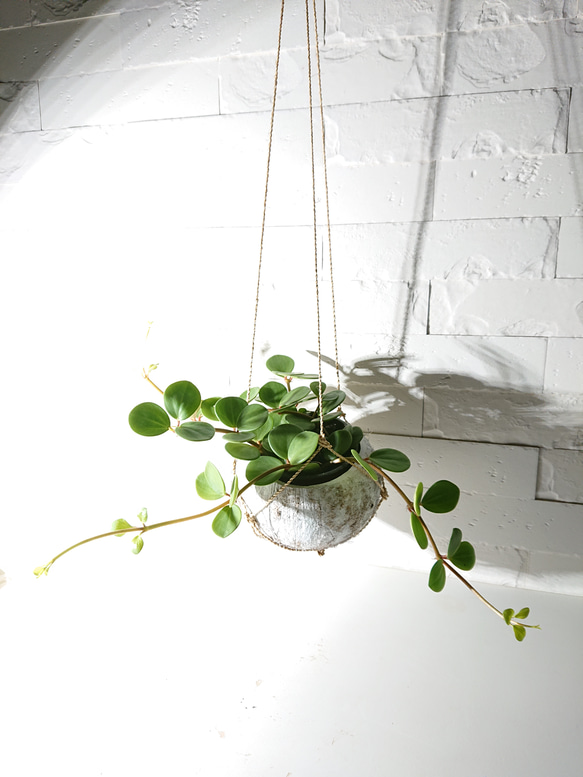 ●数量限定●新作●　 ”ペペロミア・ホープ cocoハンギングプランターセット"　観葉植物　多肉植物　壁掛け　ギフト 1枚目の画像