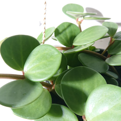 ●数量限定●新作●　 ”ペペロミア・ホープ cocoハンギングプランターセット"　観葉植物　多肉植物　壁掛け　ギフト 4枚目の画像