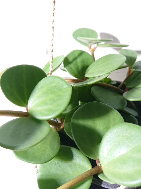 ●数量限定●新作●　 ”ペペロミア・ホープ cocoハンギングプランターセット"　観葉植物　多肉植物　壁掛け　ギフト 4枚目の画像