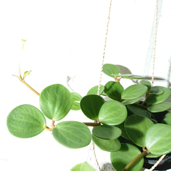 ●数量限定●新作●　 ”ペペロミア・ホープ cocoハンギングプランターセット"　観葉植物　多肉植物　壁掛け　ギフト 2枚目の画像