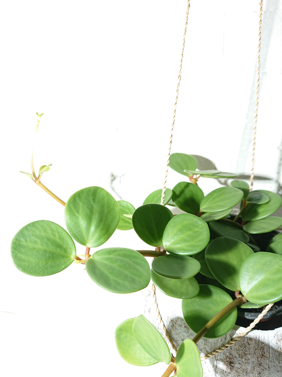 ●数量限定●新作●　 ”ペペロミア・ホープ cocoハンギングプランターセット"　観葉植物　多肉植物　壁掛け　ギフト 2枚目の画像