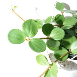 ●数量限定●新作●　 ”ペペロミア・ホープ cocoハンギングプランターセット"　観葉植物　多肉植物　壁掛け　ギフト 3枚目の画像