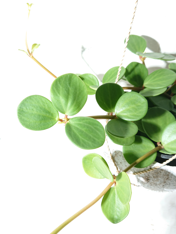 ●数量限定●新作●　 ”ペペロミア・ホープ cocoハンギングプランターセット"　観葉植物　多肉植物　壁掛け　ギフト 3枚目の画像