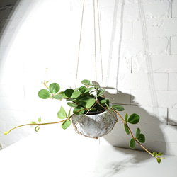 ●数量限定●新作●　 ”ペペロミア・ホープ cocoハンギングプランターセット"　観葉植物　多肉植物　壁掛け　ギフト 5枚目の画像