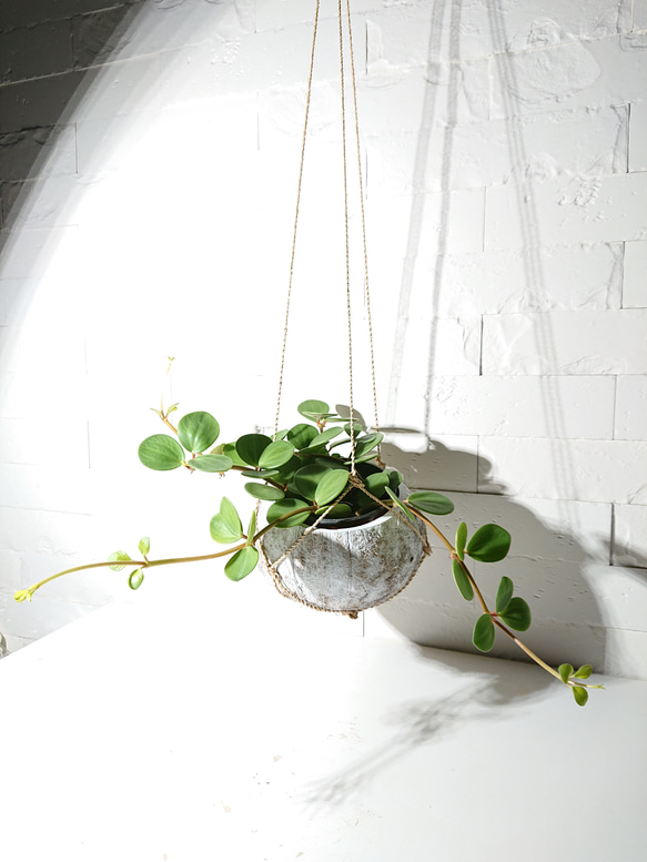 ●数量限定●新作●　 ”ペペロミア・ホープ cocoハンギングプランターセット"　観葉植物　多肉植物　壁掛け　ギフト 5枚目の画像