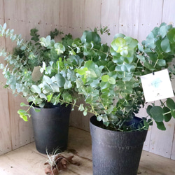 母の日♡紫陽花♡きらきら星♡ラッピング♡ギフト♡5号鉢