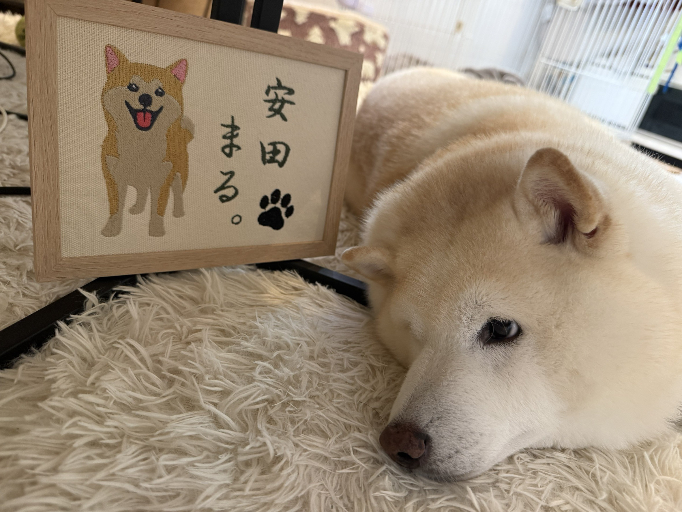 ペット　メモリアルボード　虹の橋　命名書　ペット遺影