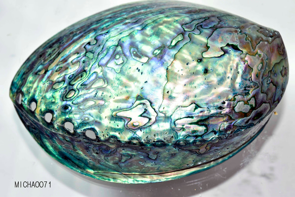 天然パウアシェル（アバロンシェル）シェルプレート  ニュージーランド産 パウア貝殻 13136-315 1枚目の画像