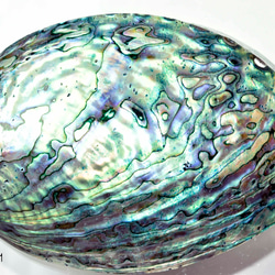 天然パウアシェル（アバロンシェル）シェルプレート  ニュージーランド産 パウア貝殻 13136-315 5枚目の画像