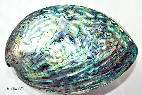 天然パウアシェル（アバロンシェル）シェルプレート  ニュージーランド産 パウア貝殻 13136-315 5枚目の画像