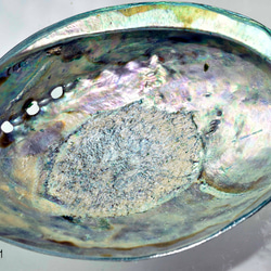 天然パウアシェル（アバロンシェル）シェルプレート  ニュージーランド産 パウア貝殻 13136-315 4枚目の画像