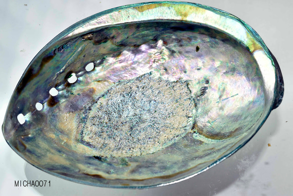 天然パウアシェル（アバロンシェル）シェルプレート  ニュージーランド産 パウア貝殻 13136-315 4枚目の画像