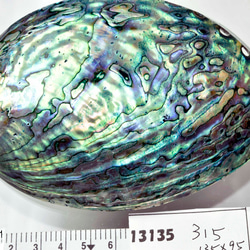 天然パウアシェル（アバロンシェル）シェルプレート  ニュージーランド産 パウア貝殻 13136-315 6枚目の画像