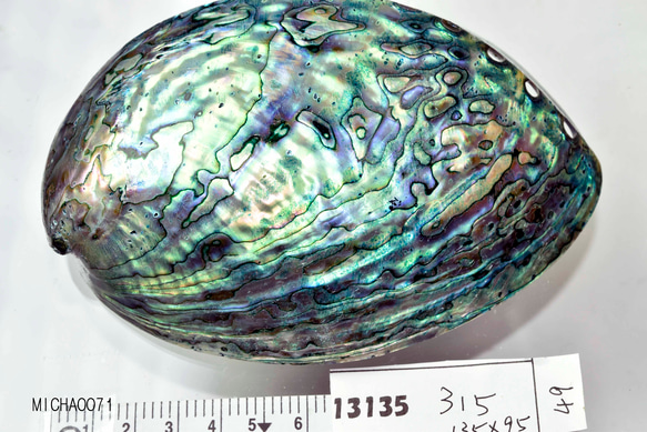 天然パウアシェル（アバロンシェル）シェルプレート  ニュージーランド産 パウア貝殻 13136-315 6枚目の画像