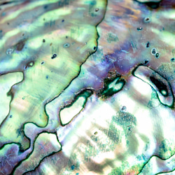 天然パウアシェル（アバロンシェル）シェルプレート  ニュージーランド産 パウア貝殻 13136-315 3枚目の画像