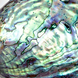 天然パウアシェル（アバロンシェル）シェルプレート  ニュージーランド産 パウア貝殻 13136-315 2枚目の画像