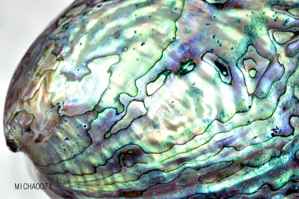 天然パウアシェル（アバロンシェル）シェルプレート  ニュージーランド産 パウア貝殻 13136-315 2枚目の画像