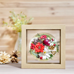 立派♡ 希少♡斑入り♡エバーフレッシュ♡ネムの木♡観葉植物♡インテリア♡ 希少♡斑入り♡エバーフレッシュ♡ネムの木♡観葉植物