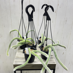 ふわふわと垂れ下がる癒しのグリーン＊ヒモサボテン（ヒルデウィンティラ）ハンギング 11枚目の画像