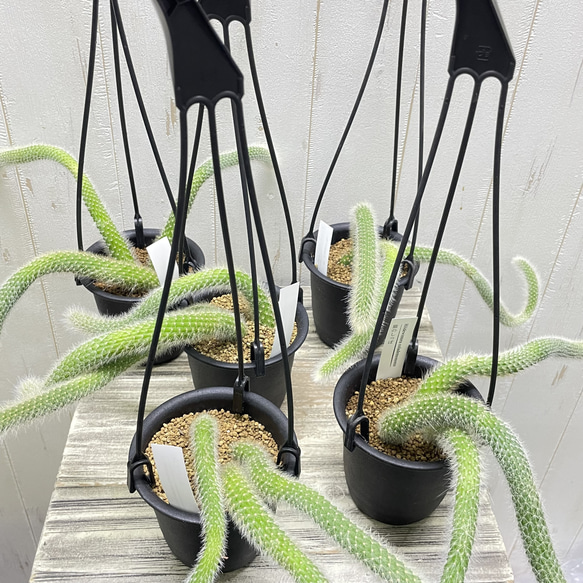 ふわふわと垂れ下がる癒しのグリーン＊ヒモサボテン（ヒルデウィンティラ）ハンギング 12枚目の画像