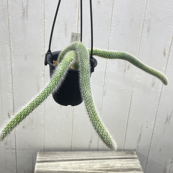 ふわふわと垂れ下がる癒しのグリーン＊ヒモサボテン（ヒルデウィンティラ）ハンギング 7枚目の画像