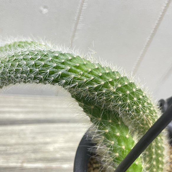 ふわふわと垂れ下がる癒しのグリーン＊ヒモサボテン（ヒルデウィンティラ）ハンギング 10枚目の画像