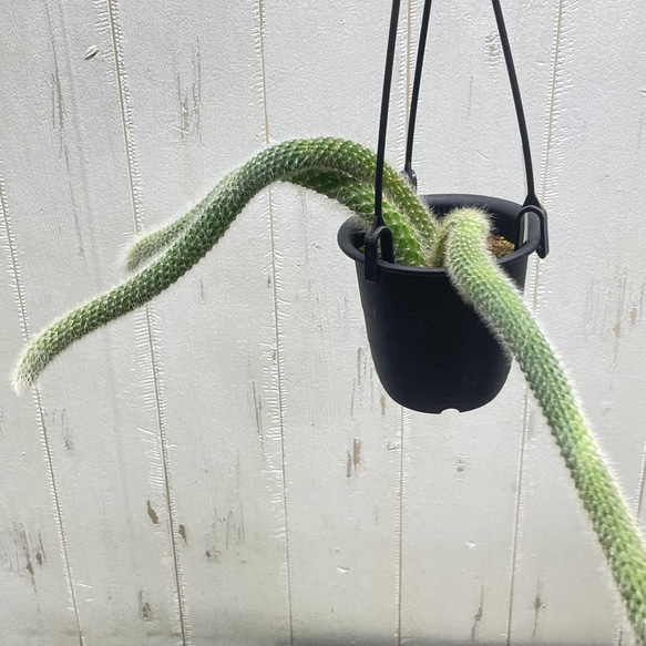 ふわふわと垂れ下がる癒しのグリーン＊ヒモサボテン（ヒルデウィンティラ）ハンギング 5枚目の画像