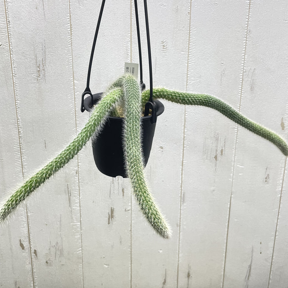 ふわふわと垂れ下がる癒しのグリーン＊ヒモサボテン（ヒルデウィンティラ）ハンギング 2枚目の画像