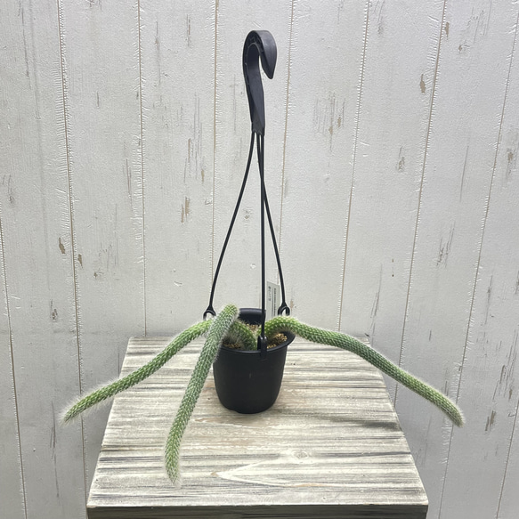 ふわふわと垂れ下がる癒しのグリーン＊ヒモサボテン（ヒルデウィンティラ）ハンギング 1枚目の画像