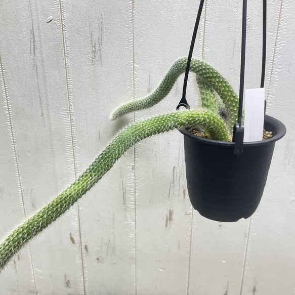 ふわふわと垂れ下がる癒しのグリーン＊ヒモサボテン（ヒルデウィンティラ）ハンギング 3枚目の画像