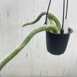 ふわふわと垂れ下がる癒しのグリーン＊ヒモサボテン（ヒルデウィンティラ）ハンギング 6枚目の画像