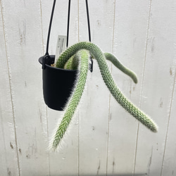 ふわふわと垂れ下がる癒しのグリーン＊ヒモサボテン（ヒルデウィンティラ）ハンギング 4枚目の画像