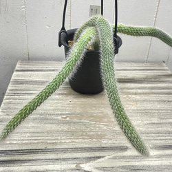 ふわふわと垂れ下がる癒しのグリーン＊ヒモサボテン（ヒルデウィンティラ）ハンギング 8枚目の画像