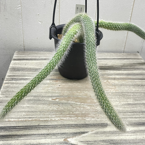 ふわふわと垂れ下がる癒しのグリーン＊ヒモサボテン（ヒルデウィンティラ）ハンギング 8枚目の画像