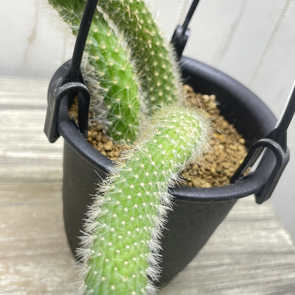 ふわふわと垂れ下がる癒しのグリーン＊ヒモサボテン（ヒルデウィンティラ）ハンギング 9枚目の画像