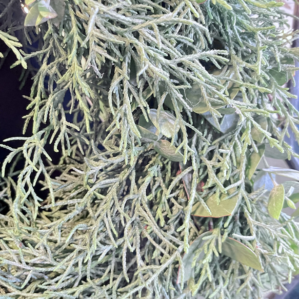 冬の香りを飾るリース＊ブルーアイスとユーカリの香るグリーンリース／ナチュラル フレッシュリース 8枚目の画像