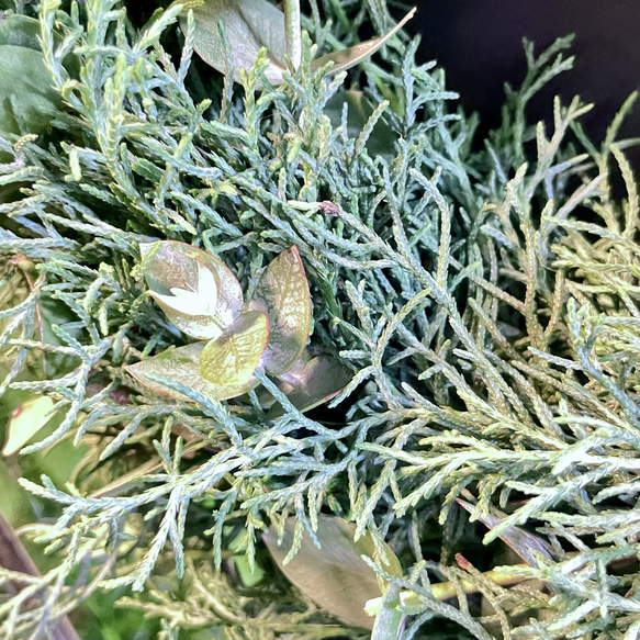 冬の香りを飾るリース＊ブルーアイスとユーカリの香るグリーンリース／ナチュラル フレッシュリース 9枚目の画像