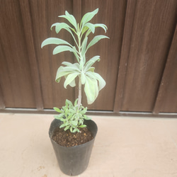 大株 ユッカロストラータ エアーポット鉢植え 苗 ロックガーデン