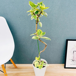 ［現品］【希少】2番　サイカス　タイシルバー　実生　蘇轍　レア　6年株　珍しい 現品］【希少】2番 サイカス タイシルバー 実生 蘇轍 観葉植物