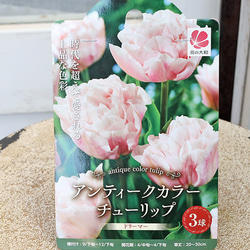 花苗 イングリッシュラベンダー セリーヌ 3.5号 多年草 ハーブ