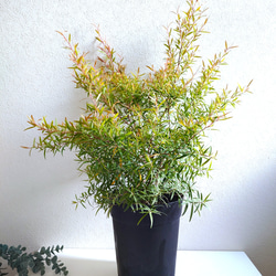 ●限定3点●　希少　※厳選美樹形　大きめ　”レモンティーツリー　レプトスペルマム　鉢カバーセット”　観葉植物　ハーブ 2枚目の画像