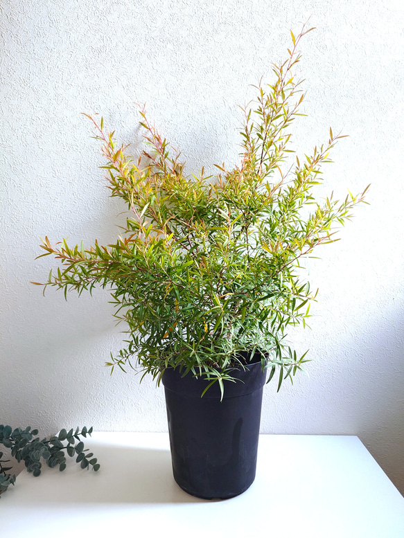 ●限定3点●　希少　※厳選美樹形　大きめ　”レモンティーツリー　レプトスペルマム　鉢カバーセット”　観葉植物　ハーブ 2枚目の画像